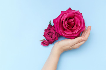 Picture of pink roses in hand on the trendy blue background