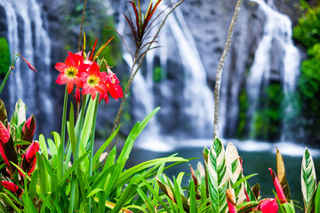 The flowers on the background of a waterfall. Flower hippeastrum on the background of Banyumala Waterfall with cascades among the green tropical trees and plants in the North of the island of Bali