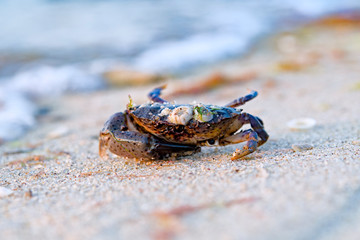 crab