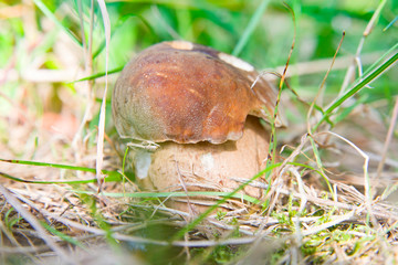 mushrooms in woods