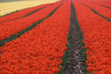 Fototapeten Feld mit Tulpen Niederlande. Niederländische Landschaft/ Landwirtschaft/ Blumenzwiebeln © A