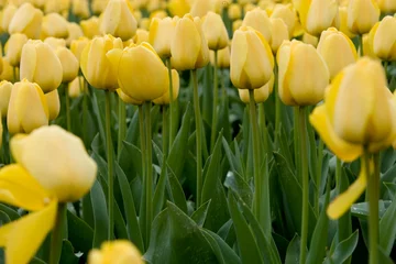 Fotobehang Veld met tulpen Nederland. Hollands landschap/ Landbouw/ Bollen © A