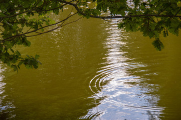 Reflection and ripples in a lake with foliage