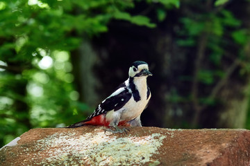 The woodpecker perched at a hollow. White-backed, male