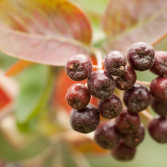 branch of hawthorn with ripe berries and bright autumn foliage