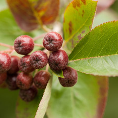 branch of hawthorn with ripe berries and bright autumn foliage