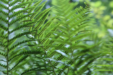 Green fern leaves in the forest