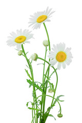 one chamomile or daisies with leaves isolated on white background