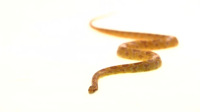 Tiger Python molurus bivittatus morph albine burmese in white background