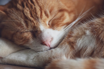 Śpiący kot, rudy kot śpi zwinięty w kłębek.  - obrazy, fototapety, plakaty