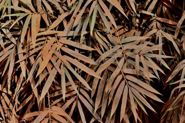 closeup of dusty Dypsis lutescens' leaves