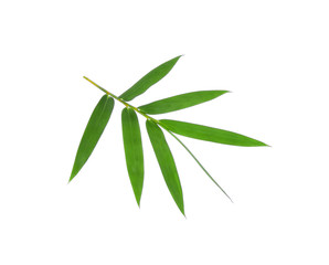 Bamboo leaf green isolated on white background