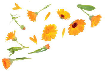 Calendula. Marigold flower isolated on white background. Top view. Flat lay pattern