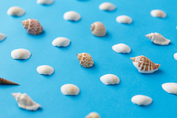 sealife and summer concept - different sea shells on blue background