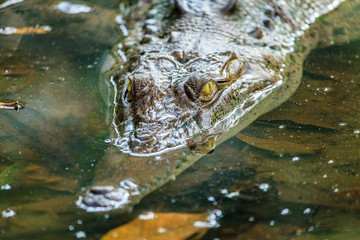 Crocodile in a lagoon in Costa Rica