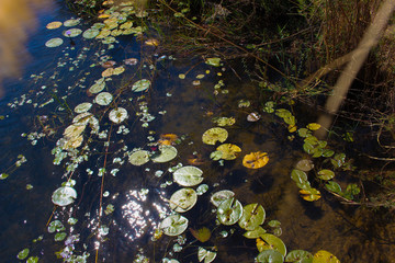 autumn leaves in water
