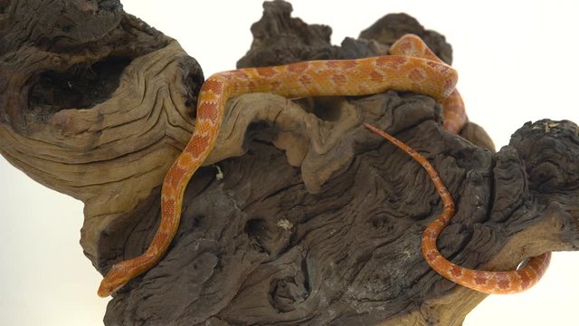 Tiger Python molurus bivittatus morph albine burmese on wooden snag in white background