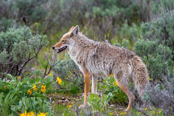 Coyote hunting in Grand Teton National Park