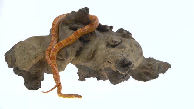 Tiger Python molurus bivittatus morph albine burmese on wooden snag in white background