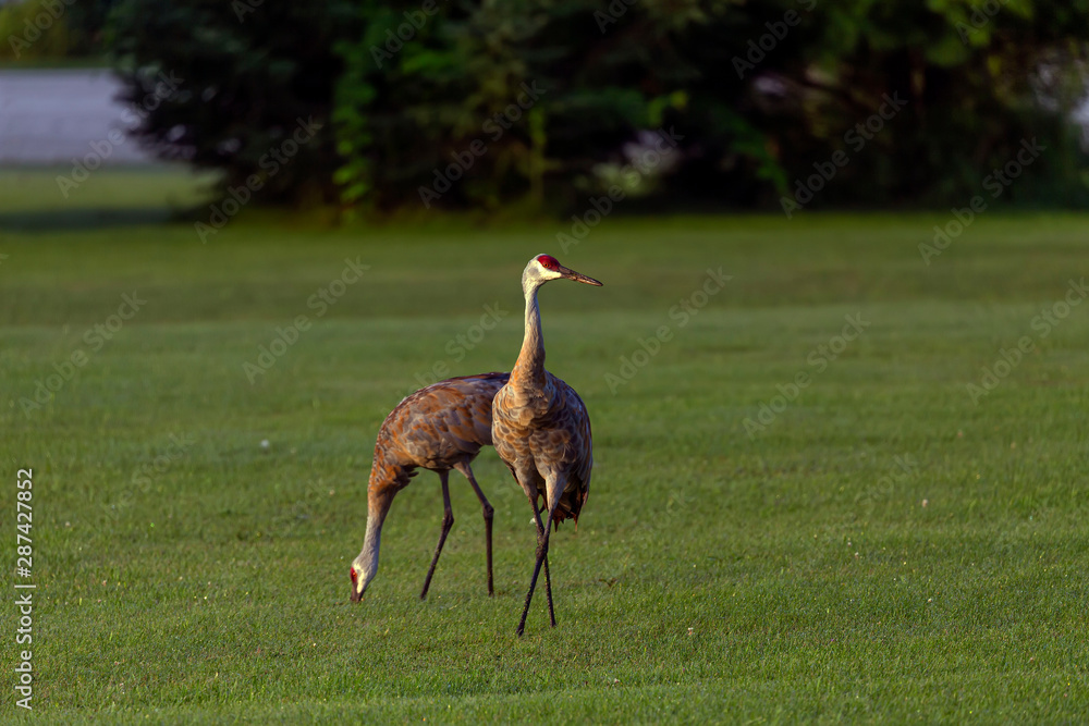 Poster sandhill crane on meadow in city park