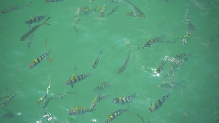 Fish in ocean. Snapper fish school. Shoal of fish in sea 