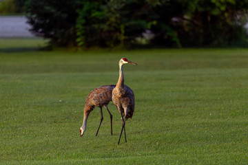 Sandhill crane on meadow in city park