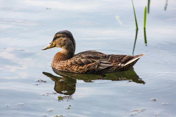 Fototapeta premium One wild duck swims in the lake water