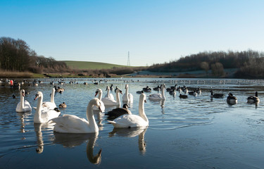 Swans, Cygnets, Mallards and Ducks swimming peacefully in a part frozen lake in the spring sunshine with a clear blue sky.  Taken at Herrington Country Park, Sunderland.
