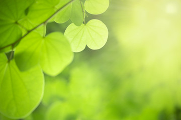 Fototapeta na wymiar Close up of nature view green Orchid tree leaf on blurred greenery background under sunlight with bokeh and copy space using as background natural plants landscape, ecology wallpaper concept.