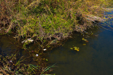 river in the forest