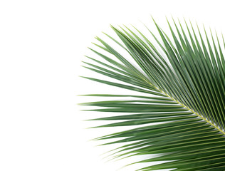 Fototapeta premium palm coconut leaves on white background