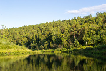 Fototapeta na wymiar Green forest along the river