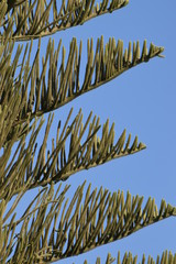 Big tree, in cyprus island