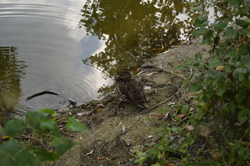 duck