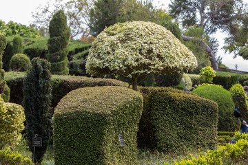 Topiary in Tropical Botanical Garden in Funchal on Madeira island, Portugal