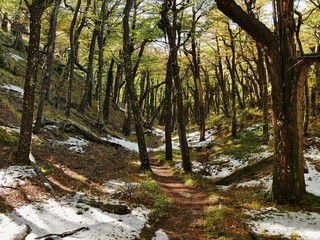 Autumn in the forest