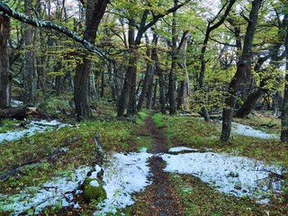 First snow in the forest.