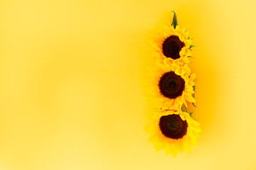 Sunflowers on white