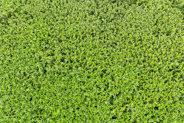 Green grass background turf grass surface abstract.