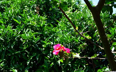 Fototapete bei efototapeten.de bestellen   