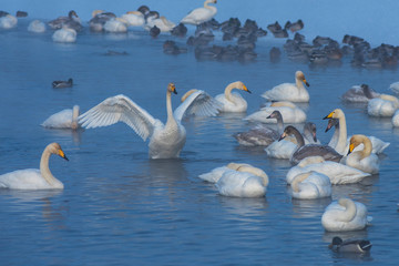 Whooper swans swimming in the lake, Altai, Russia