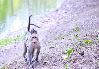 Wild animals or monkeys that are in tourist attractions in the middle of a forest, one of the...