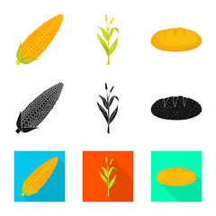 Vector design of cornfield and vegetable logo. Collection of cornfield and vegetarian stock vector illustration.