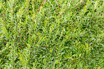 Green leaves wall background.