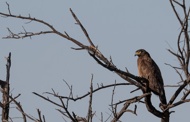Raptor Bird Created Eagle at Keoladeo Bird Sanctuary