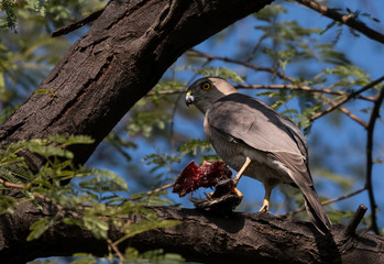 Raptor Bird Shikra with kill at Keoladeo Bird Sanctuary