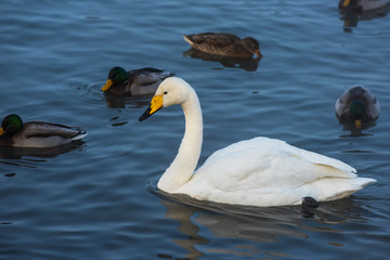 Whooper swans swimming in the lake, Altai, Russia
