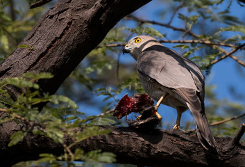 Raptor Bird Shikra with kill at Keoladeo Bird Sanctuary