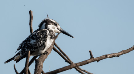 Pied Kingfisher at Keoladeo Bird Sanctuary