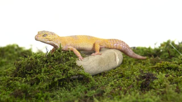 Cute leopard gecko or eublepharis macularius on green moss in white isolated background